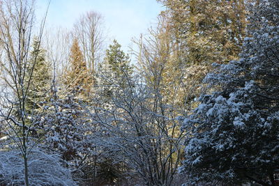 Low angle view of trees against sky