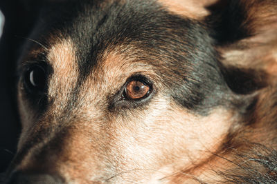 Close-up portrait of a dog