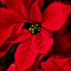 Close-up of red flowering plant