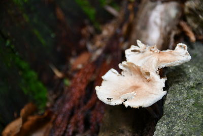 Close-up of mushrooms growing on tree trunk