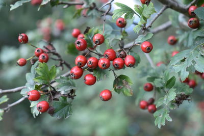 Close-up of berries growing on tree