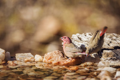 Close-up of birds perching on rock