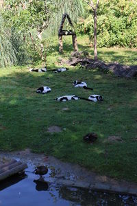 Flock of sheep on grass by tree