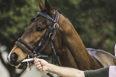 Cropped image of man holding brown horse harness