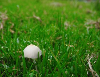 Close-up of mushroom growing on grassy field