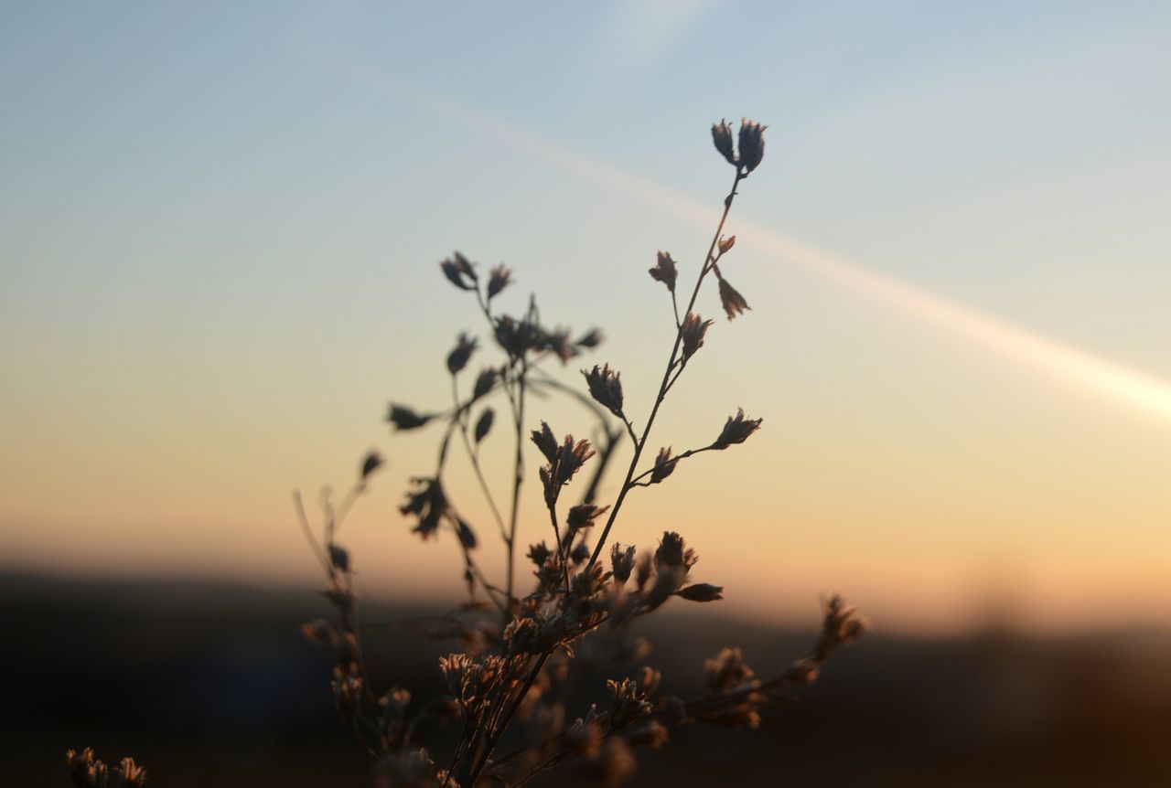 growth, plant, focus on foreground, nature, beauty in nature, close-up, tranquility, stem, silhouette, sky, tranquil scene, scenics, flower, fragility, growing, vapor trail, non-urban scene, outdoors, uncultivated, freshness, day, no people, tall - high, tall grass, remote, wildflower, botany, grass family