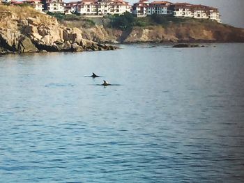 Birds flying over water