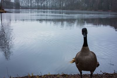 Bird on a lake