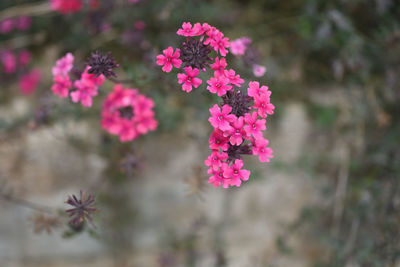 Close-up of pink flowering plant