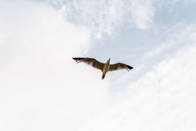 Low angle view of eagle flying in sky