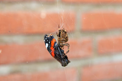 Close-up of spider on web