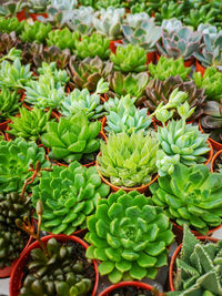 High angle view of succulent plants in market