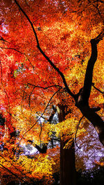 Low angle view of maple tree