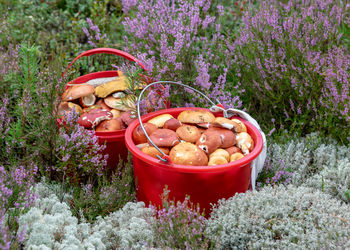 Red buckets with mushrooms, traditional forest vegetation, heather, moss, grass, forest in autumn