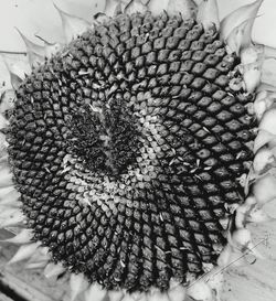 Close-up of butterfly on flower