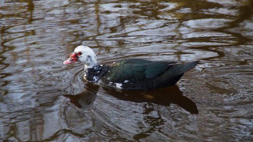 Close-up of duck swimming in lake