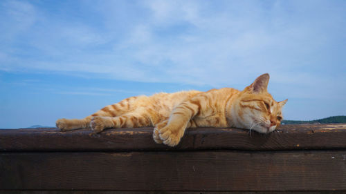 Cat sleeping on wood against sky