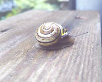 Close-up of snail