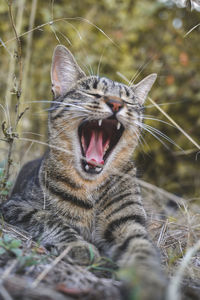 Close-up of cat yawning
