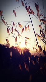 sun
