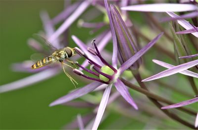 Close-up of insect on purple flower