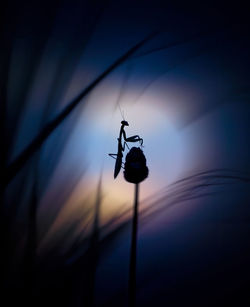 Low angle view of silhouette light against sky at sunset