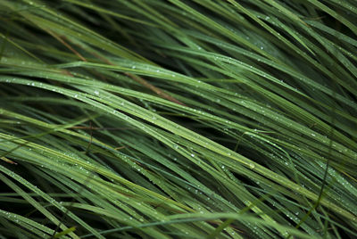 Full frame shot of fresh grass