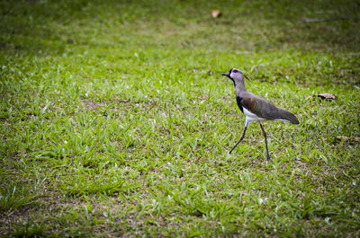 Close-up of bird perching on field