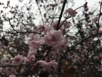 Close-up of cherry blossoms in spring