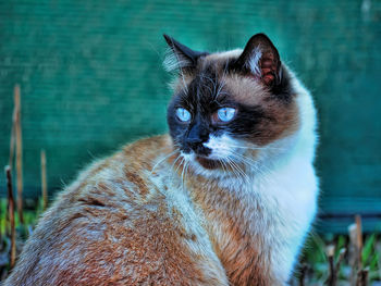 Close-up portrait of a cat