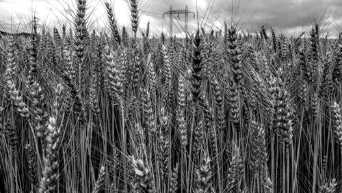 Close-up of wheat growing on field against sky