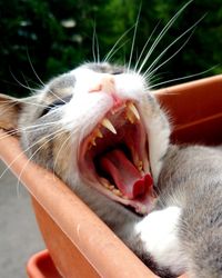 Close-up of cat yawning