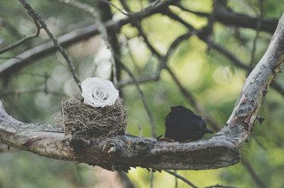 Close-up of bird perching on branch