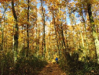 Scenic view of forest