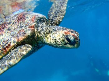 Close-up of turtle swimming in sea