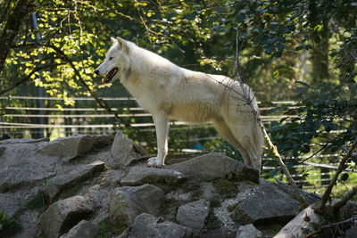 Horse on tree