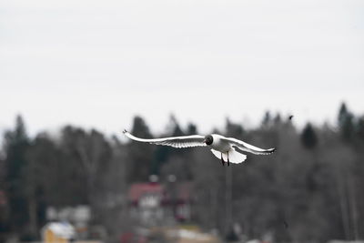 Seagull flying in the sky