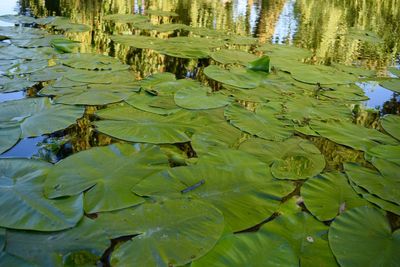 Close-up of lotus water lily in lake