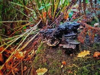 High angle view of mushrooms growing on field in forest