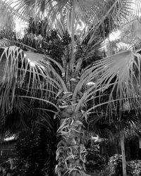 Close-up of palm trees