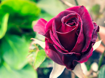 Close-up of pink rose