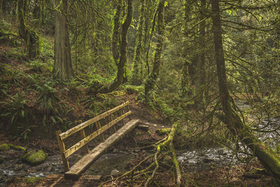 View of trees in forest