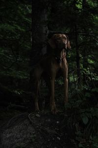 Portrait of dog standing on land
