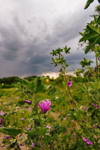 Close-up of purple flowering plants on field