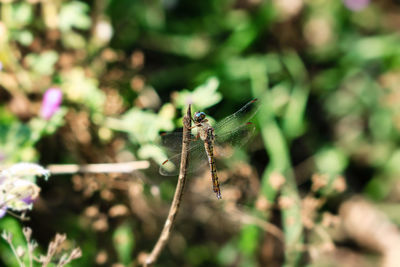 Close-up of damselfly on plant