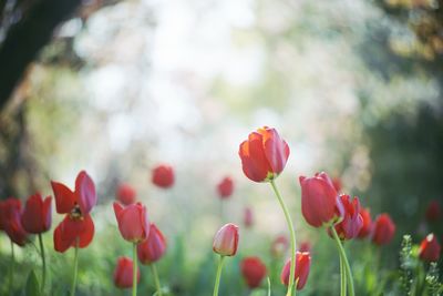 Tulips blooming on field