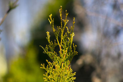 Close-up of yellow flowering plant on field