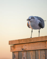 Close-up of seagull perching on wooden post against a sunset