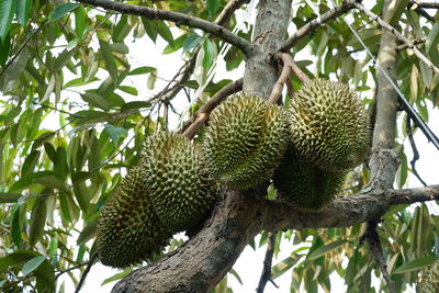 Low angle view of tree