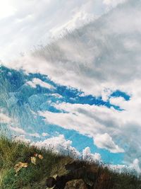 Low angle view of trees on mountain against sky